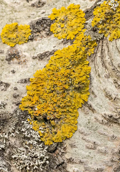 Textura Casca Branca Bétula Com Líquen Amarelo — Fotografia de Stock