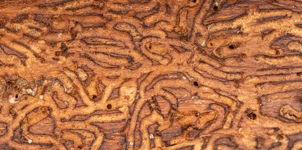 Wood Worm Corridors Bark Pine Tree — Stock Photo, Image