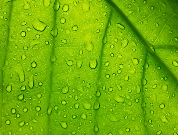 veins in a leaf with water drops against the light, texture