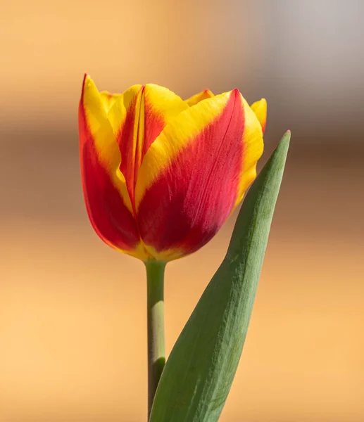 single red yellow tulip with leaf isolated on creamy background