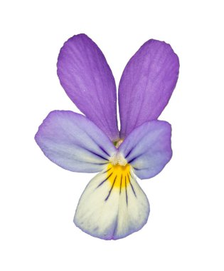 Menekşe Johnny Zıpla, kalp krizi, gıdıkla-benim-fantezi, üç yüz bir başlık (viyola üç renk) beyaz üzerinde izole çiçek