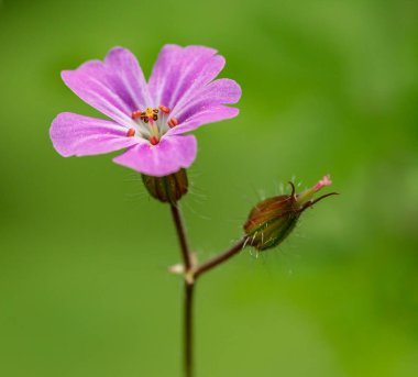 Geranium robertianum çiçeği, yaygın olarak bitki-Robert olarak bilinir, kırmızı robin, ölüm çabuk gelir, leylek gagası, tilki sardunyası, kokuşmuş Bob, şaşı-pip, ya da Roberts sardunyası, detay