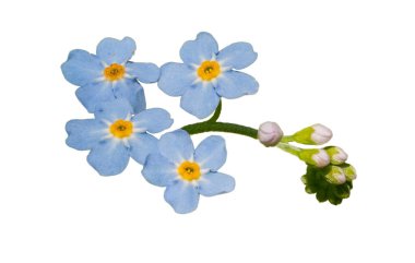 mavi unutma beni (myosotis sylvatica) çiçekler izole ve beyaz tomurcuklar