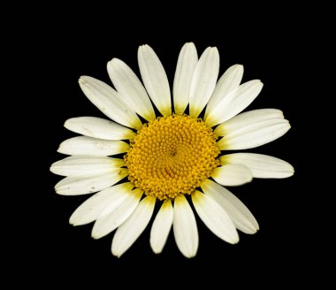 Siyah izole edilmiş papatya çiçeğinin ayrıntıları