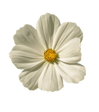 Beyaz bahçe kozmosu ya da Meksika paskalyası (kozmos bipinnatus) çiçekleri beyaz üzerine izole edilmiş