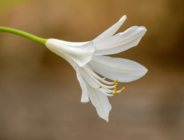 Fehér Liliom Virág Makró Részlet Elszigetelt Krém — Stock Fotó
