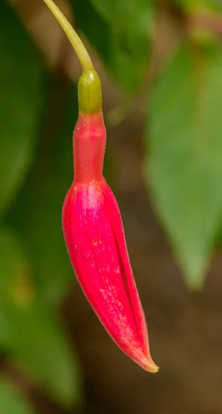 Vörös Fukszia Virág Bud Makró Izolált — Stock Fotó