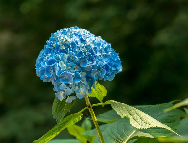 Grappe Fleurs Hortensia Bleue Isolée Sur Vert Foncé — Photo