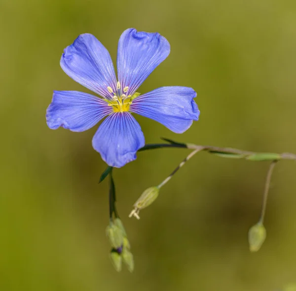Kék Len Linum Lewisii Virág Közelkép Zöld Háttér — Stock Fotó
