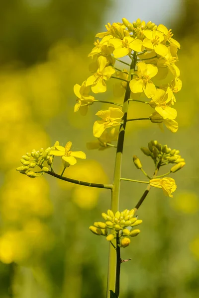 Κραμβόσπορος Brassica Napus Κίτρινη Ταξιανθία Λεπτομέρεια — Φωτογραφία Αρχείου