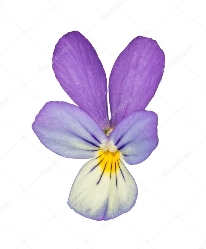 violet Johnny Jump up, heartsease, tickle-my-fancy, three faces in a hood (viola tricolor) flower isolated on white