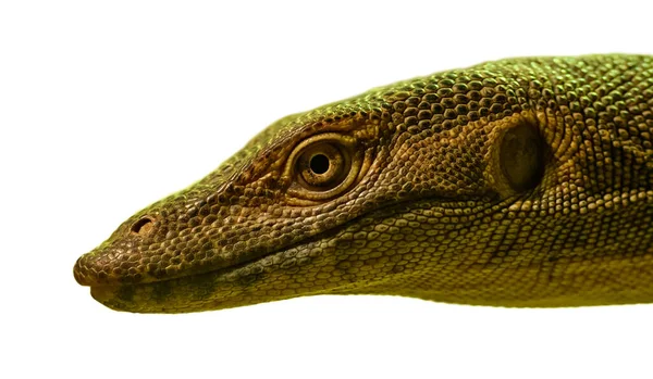 动物园蜥蜴监测器的肖像 — 图库照片