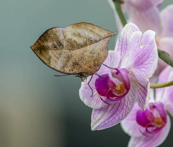 Orkide Çiçeğinin Üzerindeki Yaprak Gibi Görünen Kapalı Bir Kelebek — Stok fotoğraf