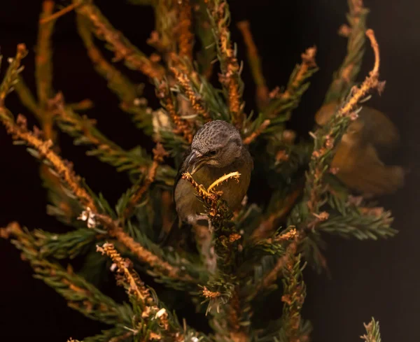 Crossbill Spruce Branch — Stock Photo, Image