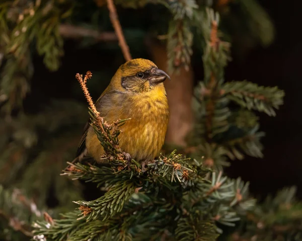 Bec Croisé Sur Une Branche Épinette — Photo