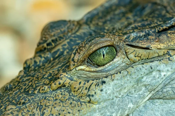 Detalhe Olho Crocodilo — Fotografia de Stock