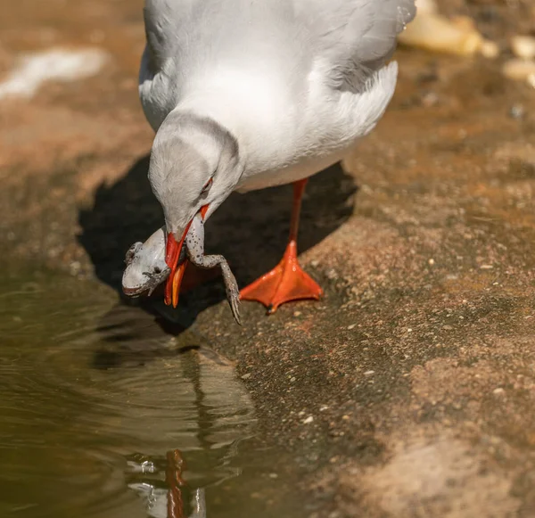 seagull eating a frog on the ground by water