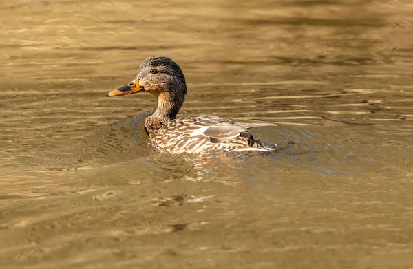 Eend Vrouwtje Zwemmen Rivier Dier Wild — Stockfoto