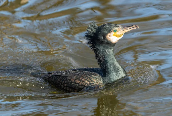 黒鵜とパンクの髪が水中で泳いで動物の野生 — ストック写真
