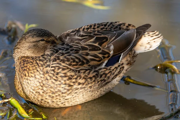 Vahşi Ördek Dişisi Sığ Sularda Duruyor Kafası Tüylerin Içinde Gizlenmiş — Stok fotoğraf