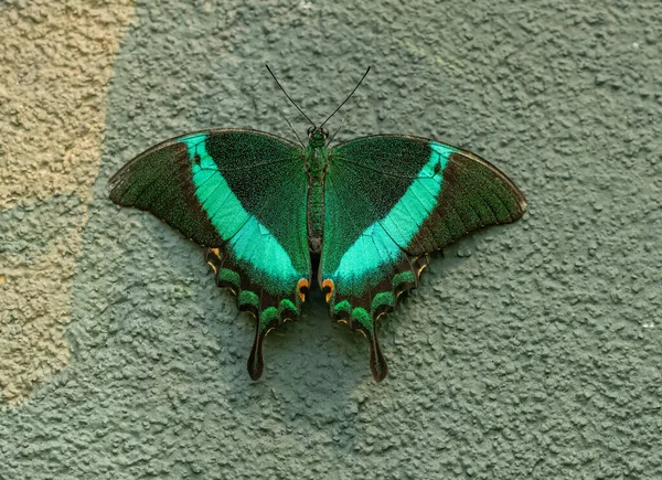 Tropical Green Butterfly Sitting Open Wall Лицензионные Стоковые Фото