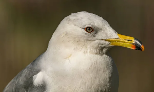 Portrait Mouette Debout Soleil Zoo Animalier — Photo