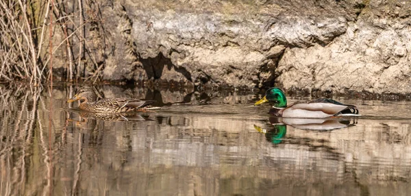 Vahşi Ördekler Nehirde Yüzer Vahşi Hayvanlar — Stok fotoğraf