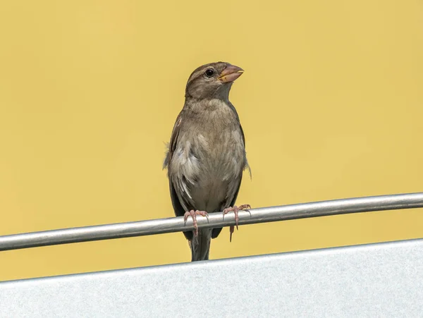Pájaro Gorrión Joven Pie Sobre Alambre Techo Salvaje — Foto de Stock