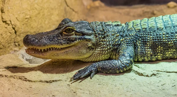 Retrato Lateral Crocodilo Tamanho Médio Zoológico — Fotografia de Stock