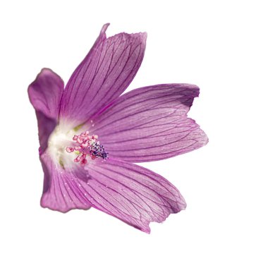 Beyaz üzerine izole edilmiş yaban gülü çiçeği