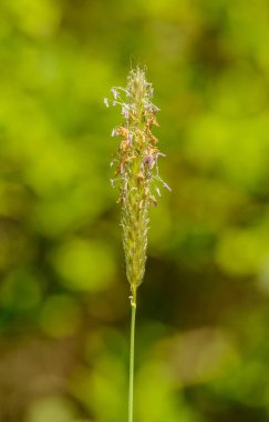 Tilki kuyruğu otunun şişkinliği (alopecurus myosuroides), detay