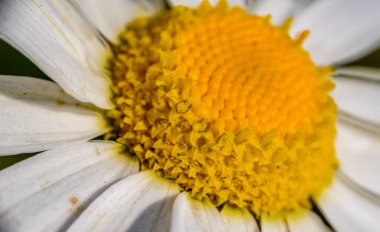Beyaz çim papatyasının (Bellis perennis) çiçek, makro