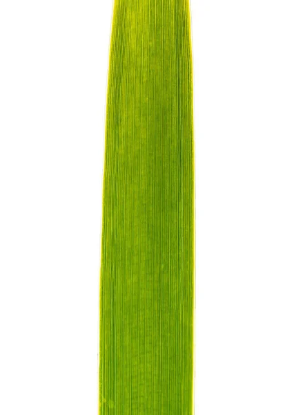 Vein Structure Reed Leaf Backlight Isolated White Detail — Stock Photo, Image
