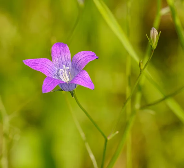 紫色传播的钟花 Campanula Patula — 图库照片