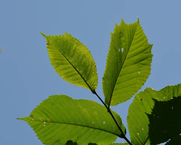 Folhas Árvore Fundo Iluminado Por Contra Céu Azul — Fotografia de Stock