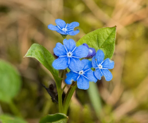 Bir demet mavi sürünen navelwort veya mavi gözlü-Mary çiçekleri (omphalodes verna), detay