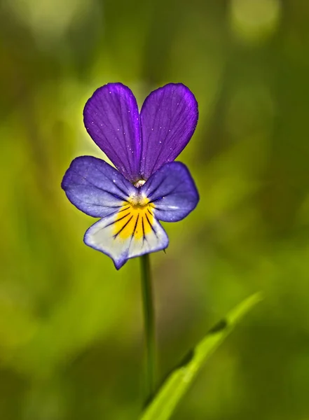 Viola tricolor, also known as Johnny Jump up, heartsease, heart\'s ease, heart\'s delight, tickle-my-fancy, Jack-jump-up-and-kiss-me, come-and-cuddle-me, three faces in a hood, or love-in-idleness, detail