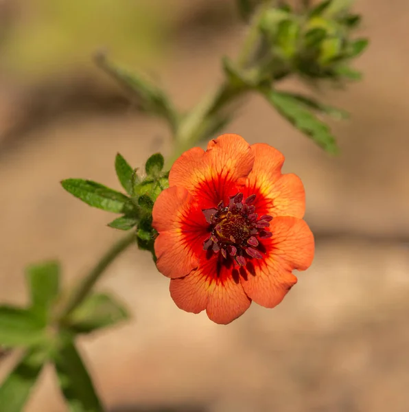 小さな赤い花の詳細なマクロ Potlla Cinquefoil — ストック写真