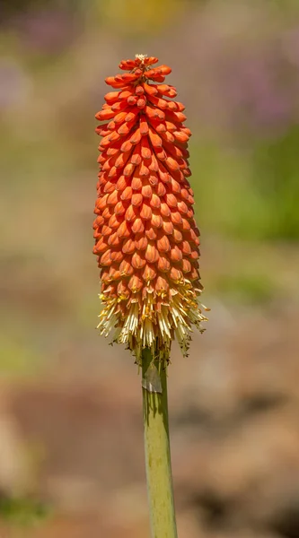 Red Hot Poker Torch Lily Tritoma Kniphofia Uvaria Flower Macro — Stock Photo, Image