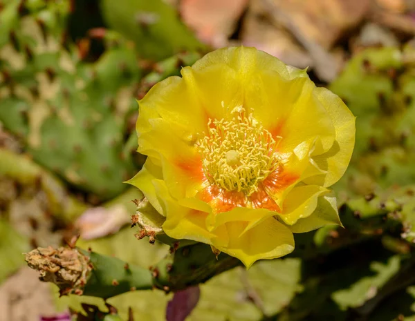 サボテンの黄色の花 — ストック写真