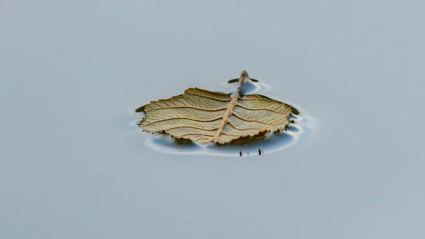 Hoja Caída Flotando Superficie Del Agua Detalle — Foto de Stock