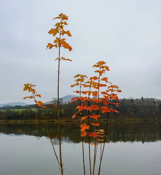 Brotes Jóvenes Arce Otoño Con Hojas Color Naranja Con Lago —  Fotos de Stock