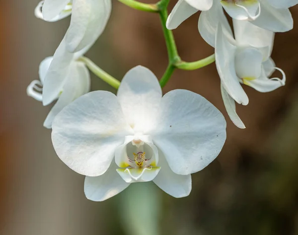 Белый Цветок Орхидеи Дне Скопления Лицензионные Стоковые Изображения
