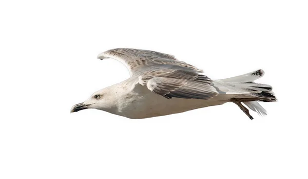 Gabbiano Volo Dal Lato Isolato Bianco — Foto Stock