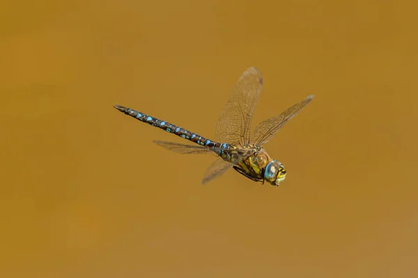 蓝色的大蜻蜓在飞行 — 图库照片
