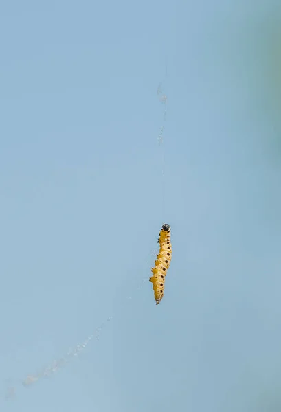 Caterpillar Hanging Its Web Sky — Stock Photo, Image