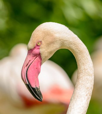 Pembe bir flamingo portresi