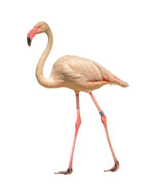 Kumda yürüyen pembe flamingo. Beyaz arka plan izole.