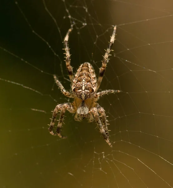 Crusader Spider Middle Its Web Wild — Stock Photo, Image