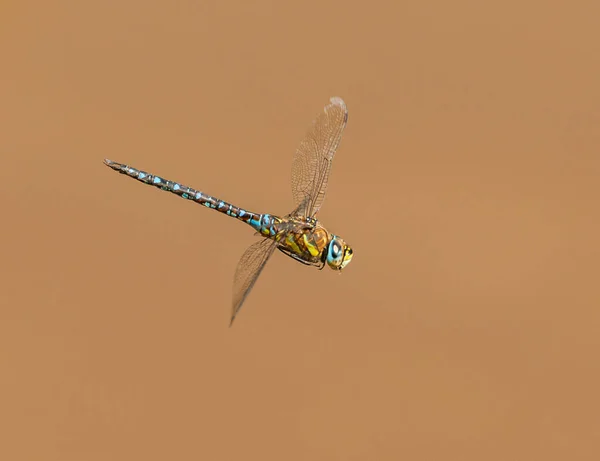 Große Blaue Libelle Flug Von Der Seite Wildinsekt Tier Makro — Stockfoto